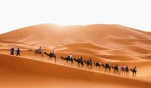 Camel Trek Morocco