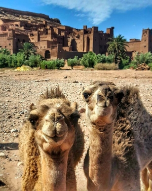 Desert Tour from Marrakech