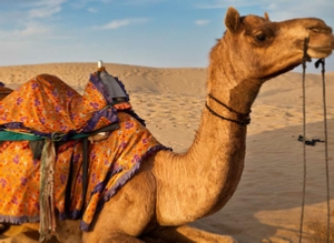 Desert tours from Marrakech