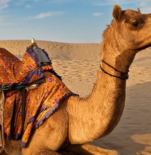 Desert tours from Marrakech